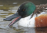 Northern Shoveler (m)