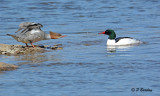 Common Mergansers:  SERIES (2 images)
