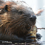 Beaver:  SERIES (2 images)