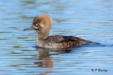 Hooded Merganser (juv m)