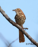 Brown Thrasher