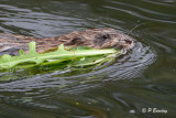 Muskrat