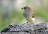 Eastern Phoebe
