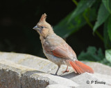 Northern Cardinal (juv)