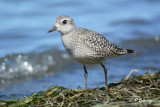 Black-bellied Plover