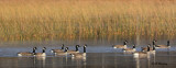Canada Geese