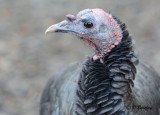 Wild Turkey