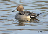 Northern Pintail (m):  SERIES (2 images)