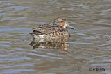 Green-winged Teal (m)