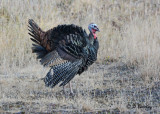 Wild Turkeys:  SERIES (3 images)