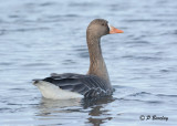 Greater White-fronted Goose:  SERIES (2 images)