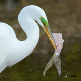 Great Egret:  SERIES (2 images)