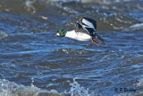 Common Goldeneye (m)