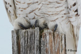 Snowy Owl