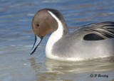 Northern Pintail (m)