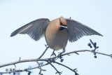 Bohemian Waxwing