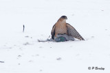 Coopers Hawk:  SERIES (3 images)