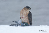 Coopers Hawk:  SERIES (2 images)