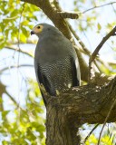 AFRICAN HARRIER-HAWK