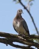 LAUGHING DOVE