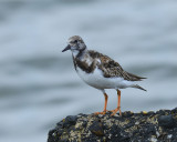 RUDDY TURNSTONE