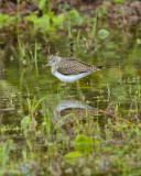 SOLITARY SANDPIPER