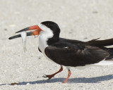 BLACK SKIMMER