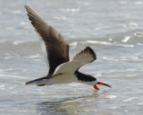 BLACK SKIMMER