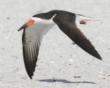 BLACK SKIMMER