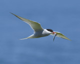 ARCTIC TERN