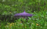 Blue umbrella