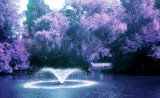 Purple Park 
