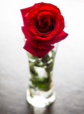 Valentines Day rose