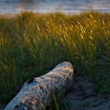 Driftwood