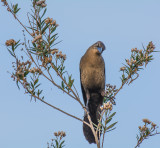 Ojai Meadow-5599-2.jpg