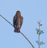 Ojai Meadow-5652.jpg