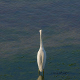 Egret and Lagoon