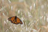 Ojai Meadow-8134.jpg