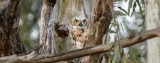 Owls-9446.jpg