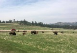 Custer State Park Bison