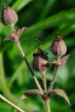 Red Campion (Dag-pragtstjerne / Silene dioica)