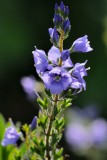 Broadleaf speedwell (Bredbladet Ærenpris / Veronica austriaca ssp. teucrium)