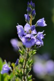 Broadleaf speedwell (Bredbladet renpris / Veronica austriaca ssp. teucrium)