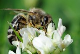 Honey Bee (Honningbi / Apis mellifera)
