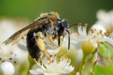 Mining bee (Andrena nitida)
