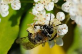 Mining bee (Andrena nitida)