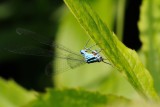 Azure Damselfly (Hestesko vandnymfe / Coenagrion puella)
