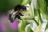 Shrill Carder-bee (Skovhumle / Bombus sylvarum)