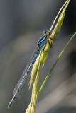 Dainty Damselfly (Coenagrion scitulum)