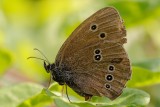 Ringlet (Engrandje / Aphantopus hyperantus)